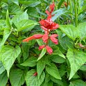 Salvia splendens 'Lighthouse' fleur (2)